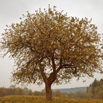 Cahier Automne by Judith