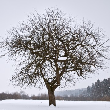 Cahier Hiver by Judith