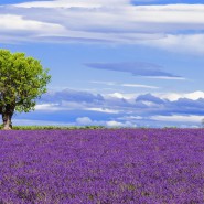 Provence