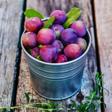 Cahier Prunes by Anne Lafond