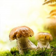 Champignons des bois