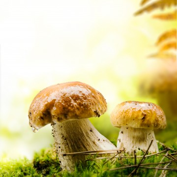 Cahier Champignons des bois by Anne Lafond