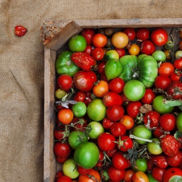 Cahier Tomates by Mathilde Briot