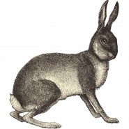 Lapin