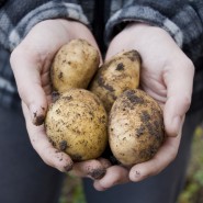 Pommes de terre & cie