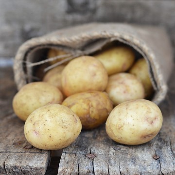 Cahier Pomme de terre by Anne Lafond